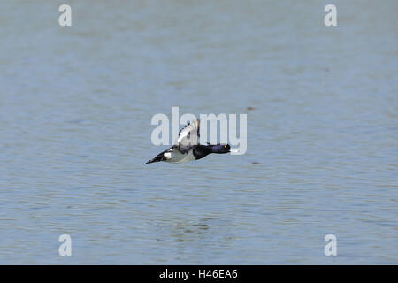 Heron Ente, Aythya Fuligula fliegen Seitenansicht, Stockfoto