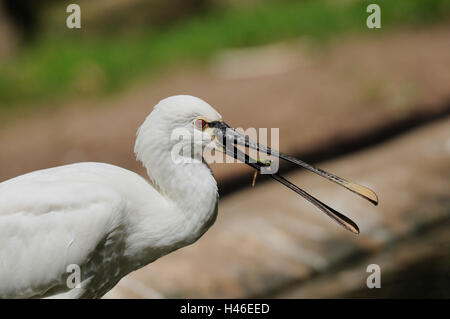 Löffler, Schan, Messestand, Platalea Leucorodia, Seitenansicht, Stockfoto