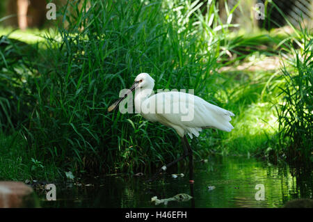 Löffler, Platalea Leucorodia, Wiese, gehen, Seitenansicht, Stockfoto