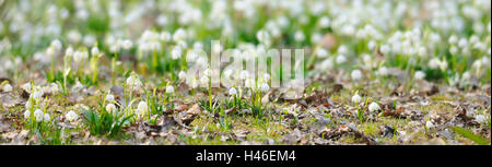 Frühlingsblume Knoten, Leucojum Vernum, Blüte, Deutschland Stockfoto