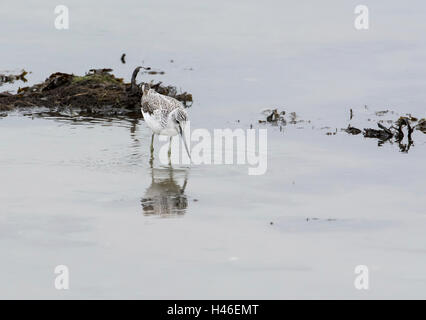 Greenshank (Tringa nebularia) Nahrungssuche am Wattenmeer im Herbst Passage. Stockfoto