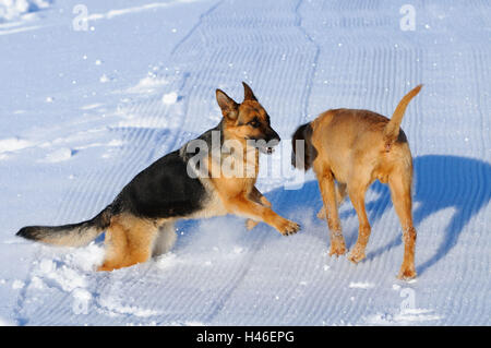 Deutsche Sheepherd Drahthaarvizsla, Magyar Vizsla, ungarische Zeiger, Play, Seitenansicht, Fokus auf den Vordergrund, Stockfoto