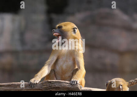 Guinea-Pavian, Papio Papio, Jungtier, sitzen, Stockfoto