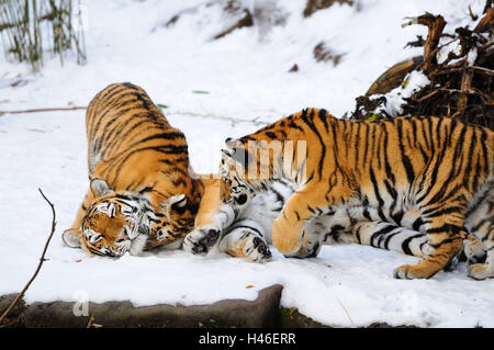 Sibirische Tiger, Panthera Tigris Altaica, Nuss Jungtiere, Seitenansicht, kuscheln, Stockfoto