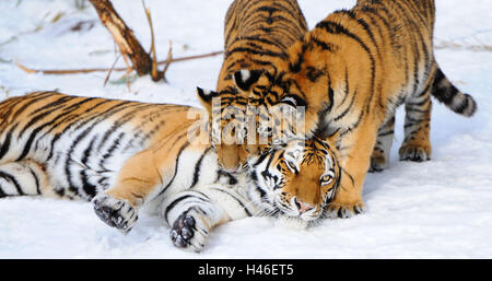 Sibirische Tiger, Panthera Tigris Altaica, Mutter mit Jungtieren, Seitenansicht, kuscheln, Stockfoto