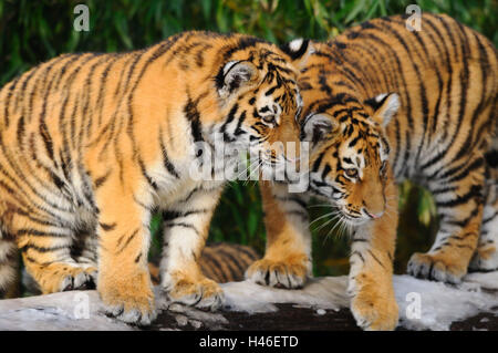 Sibirische Tiger, Panthera Tigris Altaica, Jungtiere, Seitenansicht, stehen, kuscheln, Stockfoto