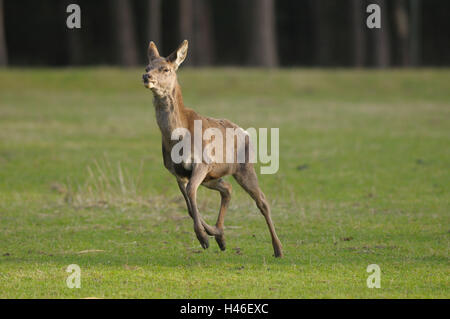 Rothirsch, Cervus Elaphus, Wiese, frontal, Lauf, Blick in die Kamera, Stockfoto