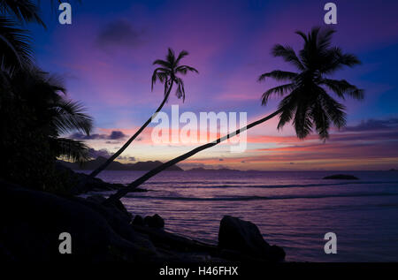 Die Seychellen, La Digue, Strand, Küste, Anse Sévère, Sonnenuntergang mit zwei Palmen, Stockfoto