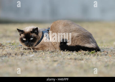 Siam Seal Point Katze, Wiese, Seitenansicht, Lüge, Blick in die Kamera Stockfoto