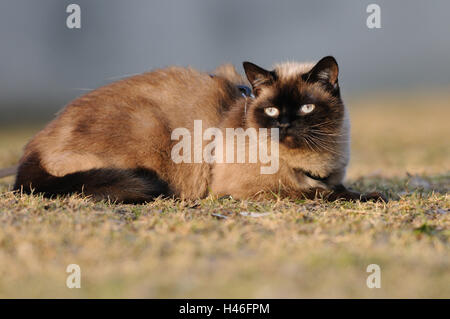 Siam Seal Point Katze, Wiese, Seitenansicht, Lüge, Blick in die Kamera Stockfoto