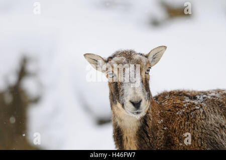 Europäischen Mufflons, Ovis Orientalis Musimon, Weiblich, Porträt, Vorderansicht, Blick in die Kamera, Stockfoto