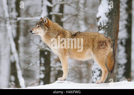 Eastern Timber Wolf, Canis Lupus LYKAON, Schnee, Seitenansicht, stehen, Deutschland, Stockfoto
