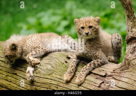 Geparden, Acinonyx Jubatus, Jungtiere, Stamm, Vorderansicht, liegend, Blick in die Kamera, Stockfoto