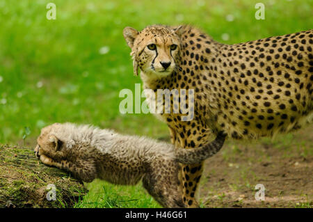Gepard, Acinonyx Jubatus, Mutter mit Jungtier, Wiese, Seitenansicht, stehen, sehen Sie in der Kamera, Stockfoto