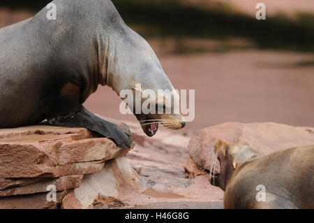Kalifornische Seelöwe, Zalophus Californianus, Rock, Seitenansicht, liegend, Stockfoto