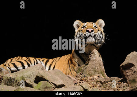 Sibirische Tiger, Panthera Tigris Altaica, Seitenansicht, Lüge, Blick in die Kamera Stockfoto