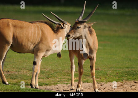 Elch Antilopen, Tauro Oryx, Wiese, Stand, Stockfoto