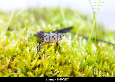 Bergmolch Ichthyosaura Alpestris, Moos, Wandern, Seitenansicht, Stockfoto