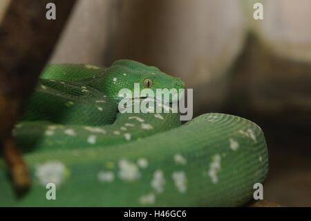 Grüner Baumpython Morelia Viridis Baumpython, Seitenansicht, liegend, Stockfoto