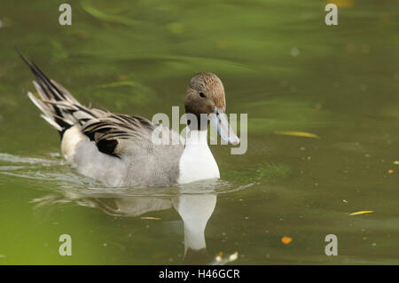 White-faced Pfeifen Enten, Dendrocygna Viduata, Wasser, Schwimmen, Seitenansicht, Stockfoto