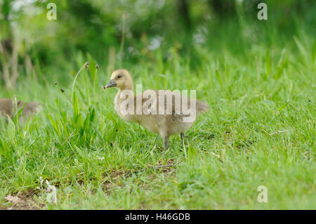 Graugans Anser Anser, Wiese, zu Fuß, Seitenansicht, konzentrieren sich auf den Vordergrund, Stockfoto