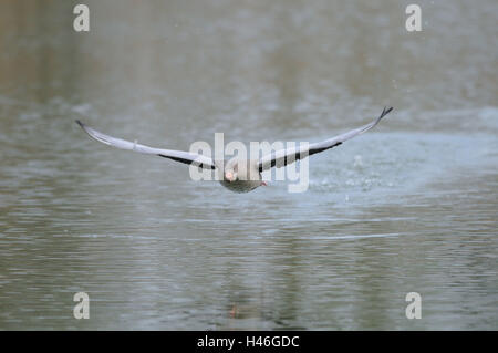 Graugans Gans, Anser Anser, Wasser, Lauf, Start, frontal, Stockfoto