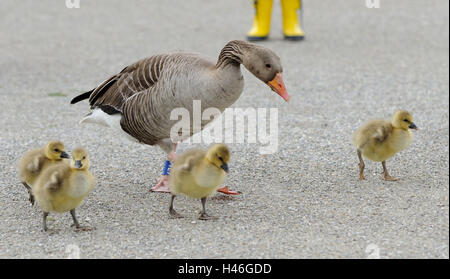 Graugänse Anser Anser, Weg, zu Fuß, Seitenansicht, konzentrieren sich auf den Vordergrund, Stockfoto