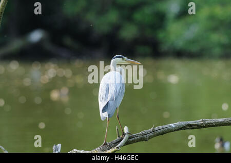 Graue Reiher, Ardea Cinerea, Stamm, Sit, Seitenansicht, konzentrieren sich auf den Vordergrund, Stockfoto