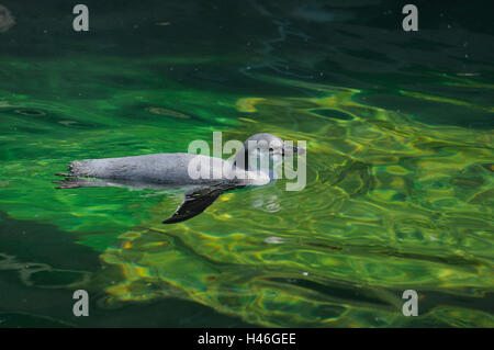 Afrikanischer Penguin, Spheniscus Demersus, Wasser, Schwimmen, Seitenansicht, Stockfoto