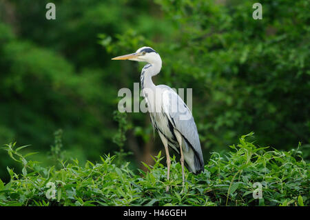 Graue Reiher, Ardea Cinerea, Büsche, sitzen, Seitenansicht, konzentrieren sich auf den Vordergrund, Stockfoto