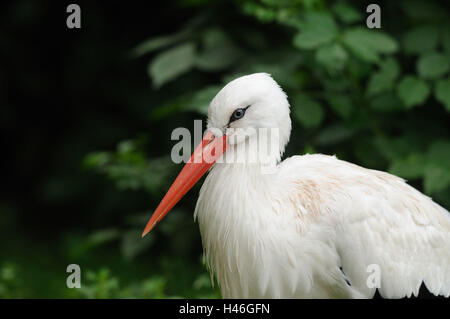 Weißstorch, Ciconia Ciconia, Porträt, Ständer, Seitenansicht, Stockfoto