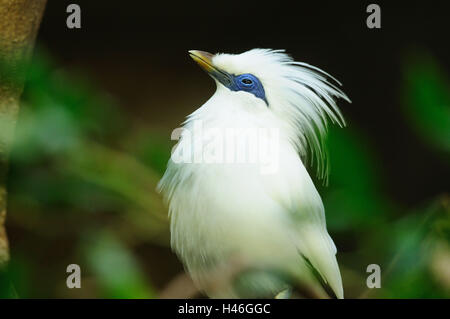 Bali-Glaukom, Leucopsar Rothschildi, Bali Mynah, Äste, Sit, Seitenansicht, Stockfoto