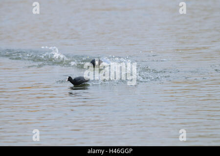 Blässhuhn, Fulica Atra, Wasser, laufen, fliegen, Kopf, Stockfoto