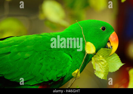 Edelpapagei, Eclectus Roratus, Essen, Seitenansicht, Zweig, Stockfoto