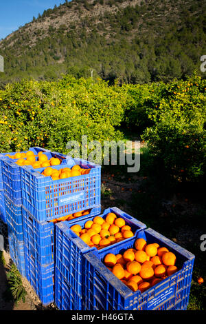 Kunststoff-Kisten geernteten Orangen am Rande des Orangenhain erwartet Sammlung Stockfoto