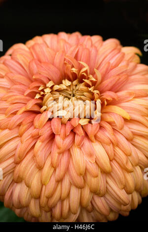 Chrysantheme 'John Wingfield Salmon' blühen. Stockfoto