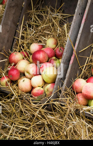 Malus Domestica. Äpfel in einer Holzkiste. Stockfoto