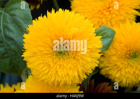 Helianthus Annuus "Teddy Bear". Sonnenblumen als Schnittblume verwendet wird. Stockfoto