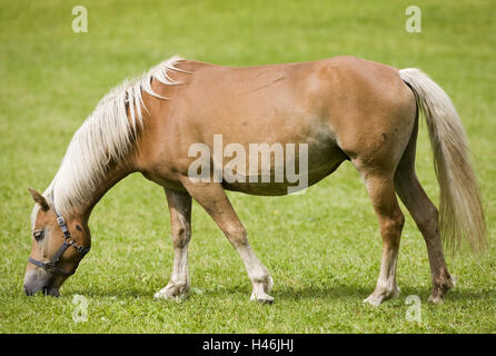 Pferd, Wiese, Stockfoto