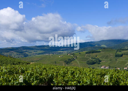 Frankreich, Bourgogne, Saone-et-Loire, Macon, Pruzilly, Weinberge, Ansicht, Landschaft, Stockfoto