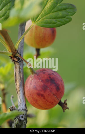 Rote Stachelbeeren, Beeren, gesunde, mittlere Nahaufnahme, reif, Stachelbeeren, Vitamine, Früchte, Obst, reich an Vitaminen, Strauch, Pflanze, rot, hängen verzweigen, Stockfoto