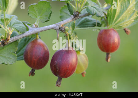 Rote Stachelbeeren, Beeren, gesunde, mittlere Nahaufnahme, reif, Stachelbeeren, Vitamine, Fötus, Früchte, reich an Vitaminen, Pflanze, rot, hängen, Strauch, Gabel, Blätter, Stockfoto