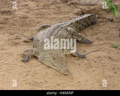 Ein Krokodil auf dem sandigen zeigt Galana Fluss in Kenia Tsavo East National Park. Stockfoto