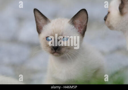 Siam Seal Point Katze, Jungtier, Portrait, Stockfoto