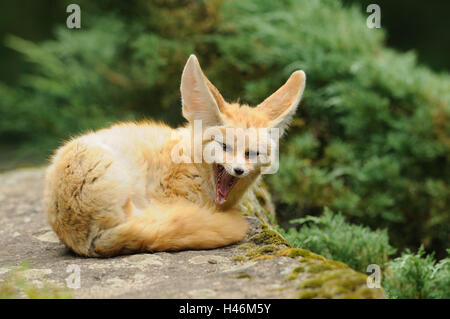 Wilden Fuchs Vulpes Zerda, Stockfoto