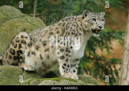 Snow Leopard, Saisonangebote, Uncia Uncia, Felsen, sitzen, Stockfoto