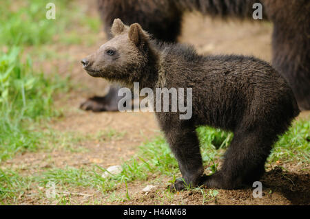 Brauner Bär, Ursus Arctos, Jungtier, Stockfoto