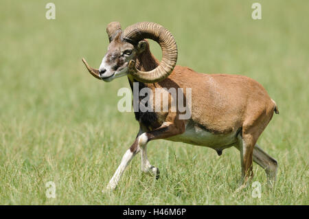 Europäischer Mufflon Ovis Orientalis Musimon, laufen, Stockfoto