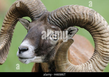 Europäischer Mufflon Ovis Orientalis Musimon, Porträt, Stockfoto