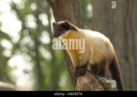 Farbige Marder Martes Flavigula, Ständer, Seitenansicht, Stockfoto